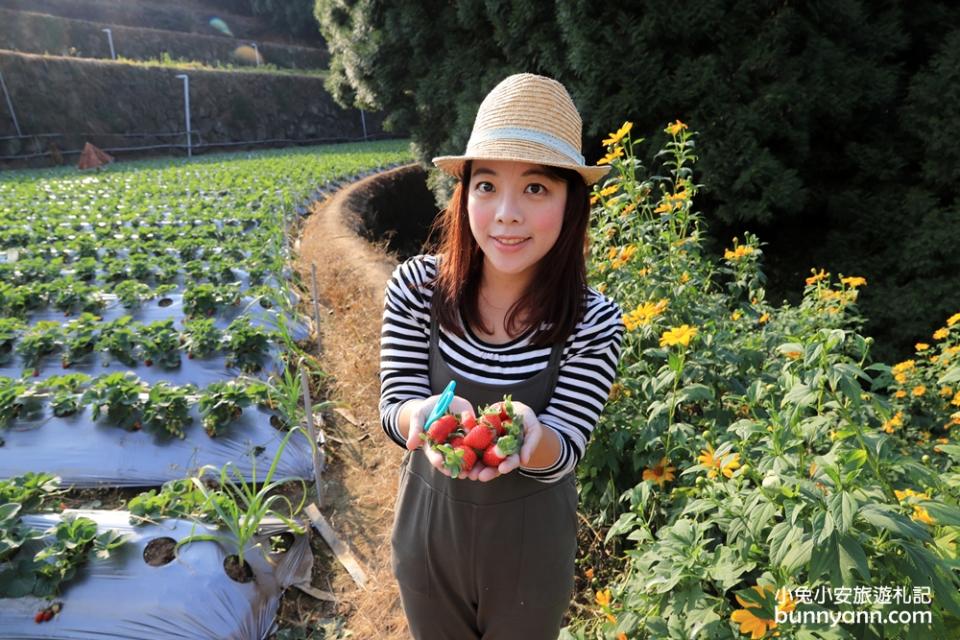 大湖草莓季