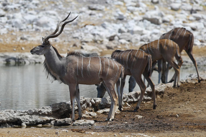 A group of kudu keep an eye out for predators while drinking at the Olifansbad water hole. (Photo: Gordon Donovan/Yahoo News)