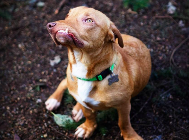 dog with no upper jaw