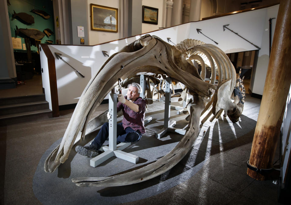 Conservator Nigel Larkin begins work to dismantle a 40ft juvenile North Atlantic whale skeleton, the largest artefact within the Hull Maritime Museum's collection. (Photo by Danny Lawson/PA Images via Getty Images)