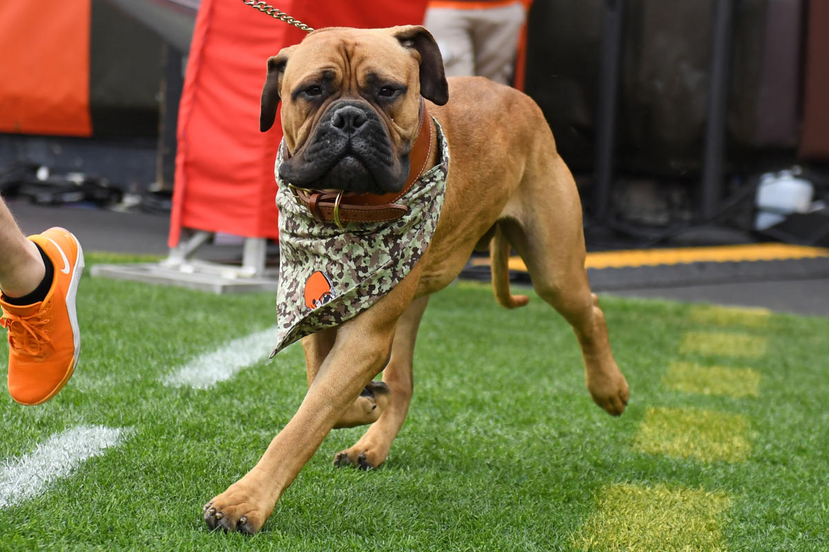 Browns mourn the loss of 'beloved' bullmastiff mascot Swagger at 6