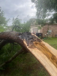 Lightening strike brought down tree in Country Estate in Hutto | KXAN viewer photo