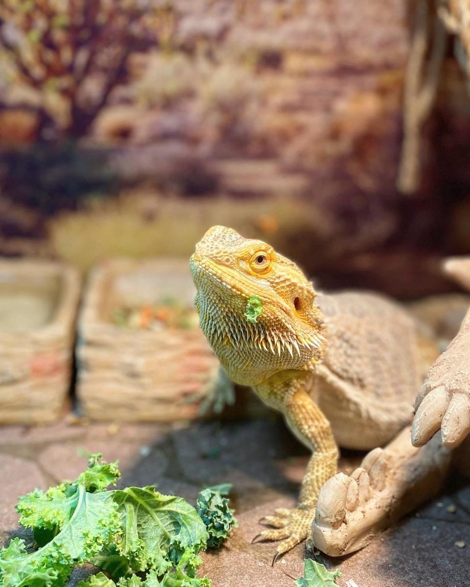 A bearded dragon at the Best Friends Pet Hotel.