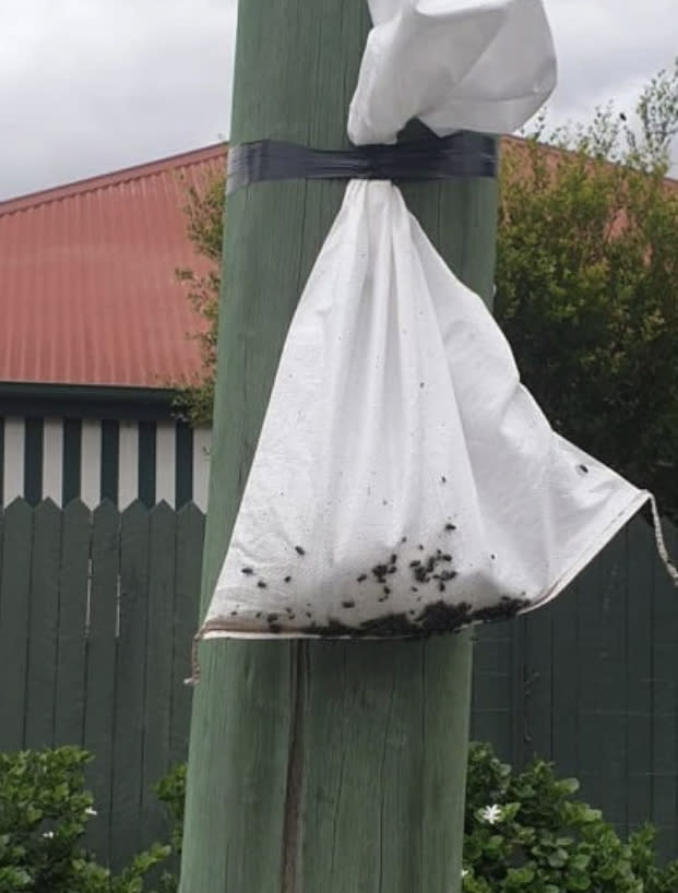 The bags were spotted in a Queensland suburb of Wilston, containing deceased wildlife.
