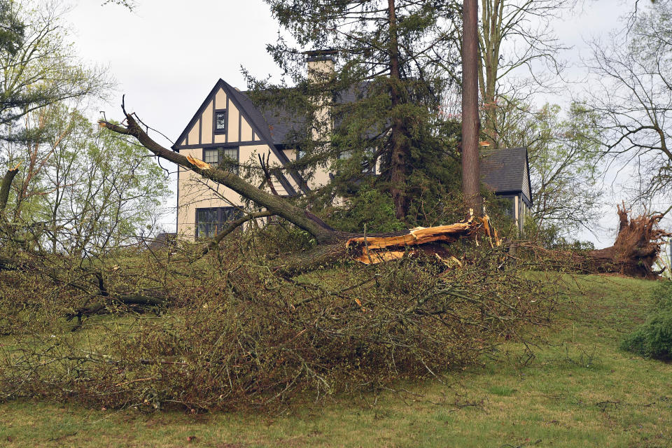 A large tree lies across the front yard of a house in the Hunting Creek neighborhood in Prospect, Ky., Tuesday, April 2, 2024, following a severe storm that passed through the area. (AP Photo/Timothy D. Easley)