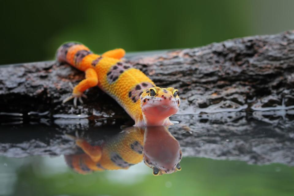 7) Leopard Gecko