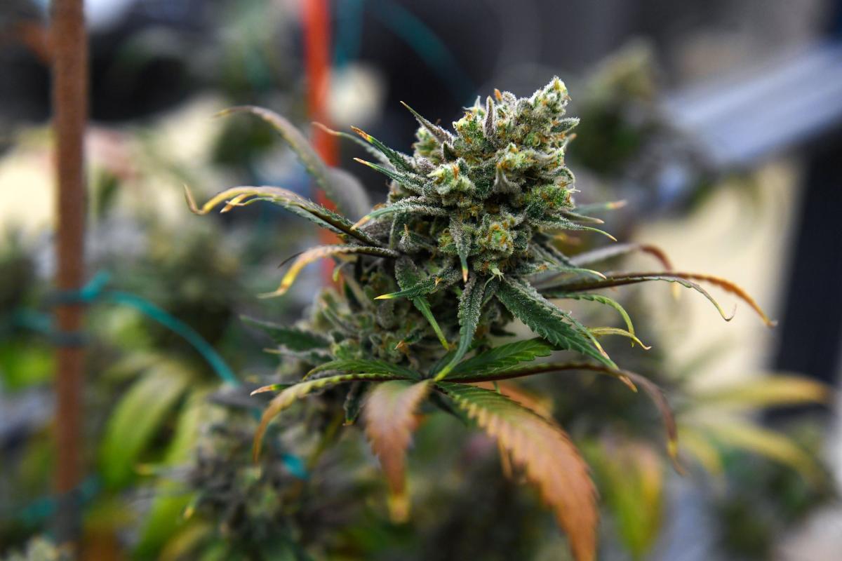 Recreational marijuana is on the South Dakota ballot this November. What to know: