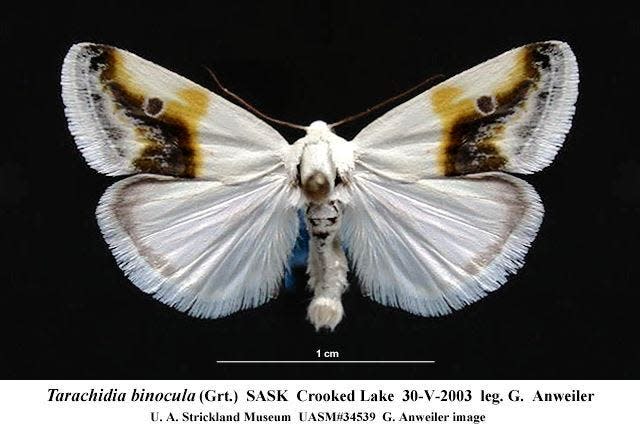 The Prairie Bird-Dropping moth, or Tarachidia binocula, is one of many moths Indiana Department of Natural Resources is proposing to add to the state's endangered species list.