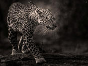 <p>Leopard in the Masai Mara. Jane, from near Preston in Lancashire, said: “It’s a wild leopard taken in the Masai Mara. The photo was actually taken from a jeep after a chance sighting and then waiting for it to emerge from resting.”<br>Source: Jane Dagnall / SWNS </p>