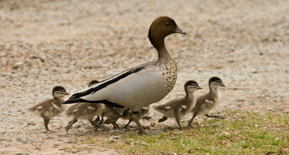 Wood ducks are a native Australian bird. Source: Getty - File