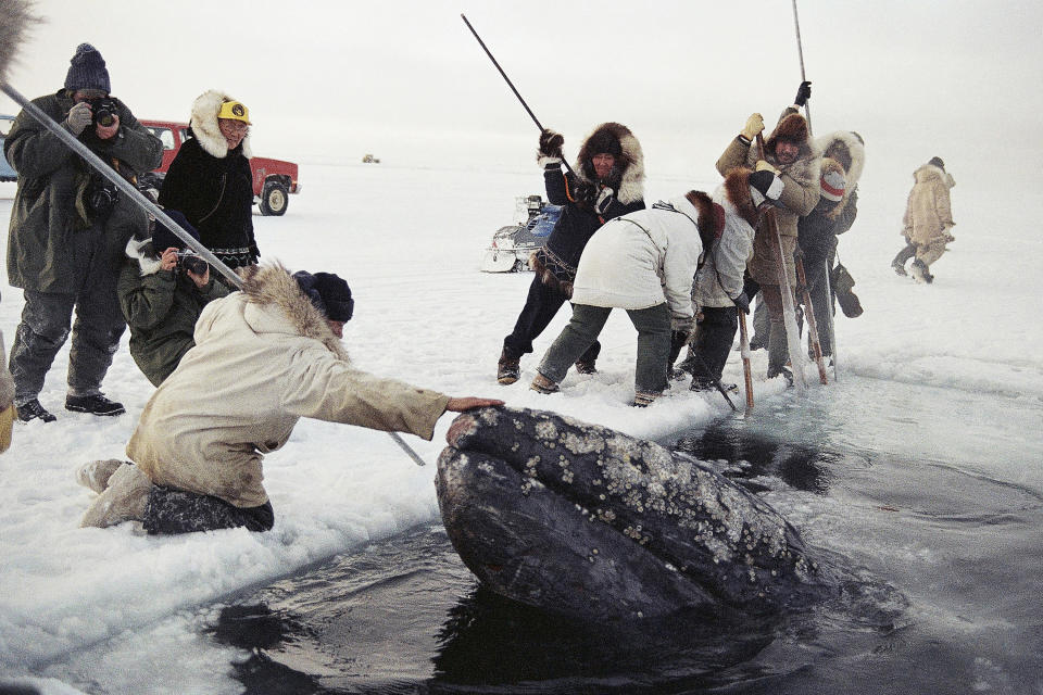 FILE - A native whaler rubs the nose of one of two trapped California gray whales as it surfaces in a breathing hold chopped in the ice on the Arctic Ocean near Barrow, Alaska, on Oct. 27, 1988. Jack Smith, an AP photographer who captured unforgettable shots of the eruption of Mount St. Helens, the Exxon-Valdez oil spill, the Olympics and many other events during his 35-year career with the news organization, passed away on Jan. 4, 2023, at his home in La Mesa, Calif. He was 80.(AP Photo/Jack Smith, File)