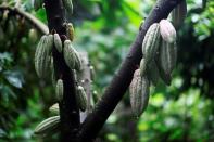 A cocoa tree with cocoa fruits is seen at El Carmen Estate in Jayaque, El Salvador July 20, 2016. Picture taken July 20, 2016. REUTERS/Jose Cabezas