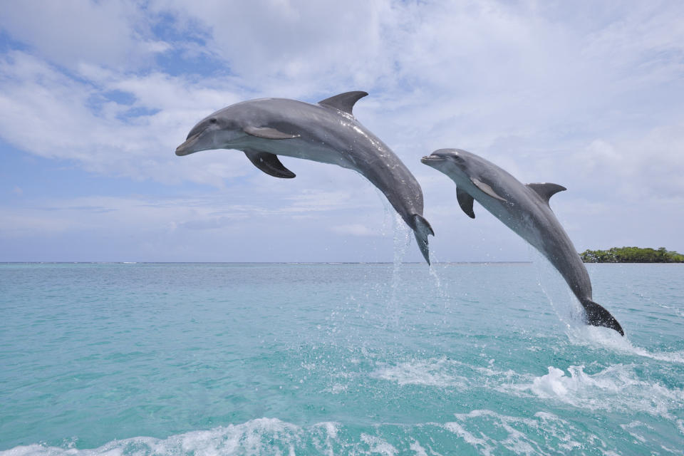 Common Bottlenose dolphins jumping in the sea, Roatan, Bay Islands, Honduras.