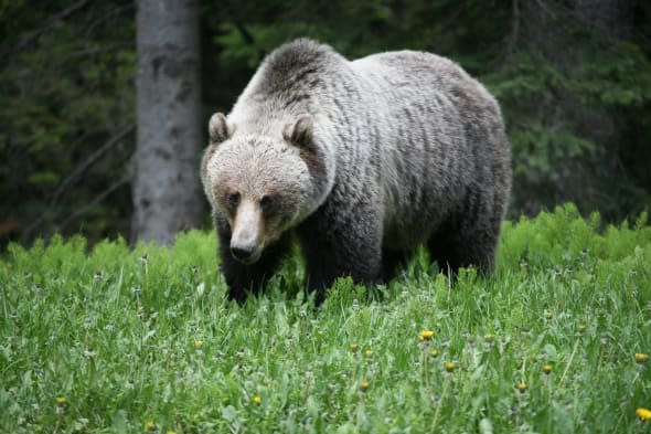 bear tries to break into family's camping trailer