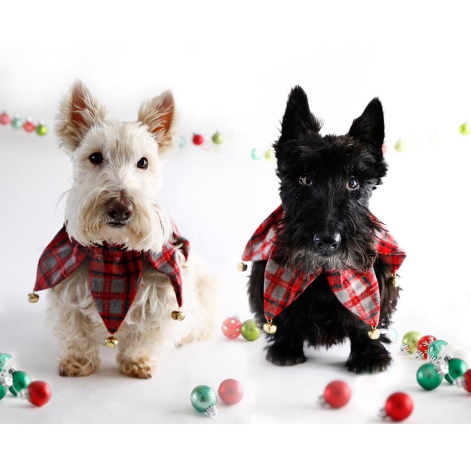 Mascotas con espíritu navideño