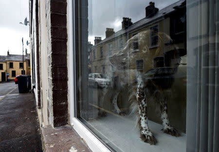 A dog looks out onto a street with many derelict houses in the walled-off loyalist Protestant enclave called The Fountain situated within the city of Londonderry, Northern Ireland, September 14, 2017. REUTERS/Clodagh Kilcoyne