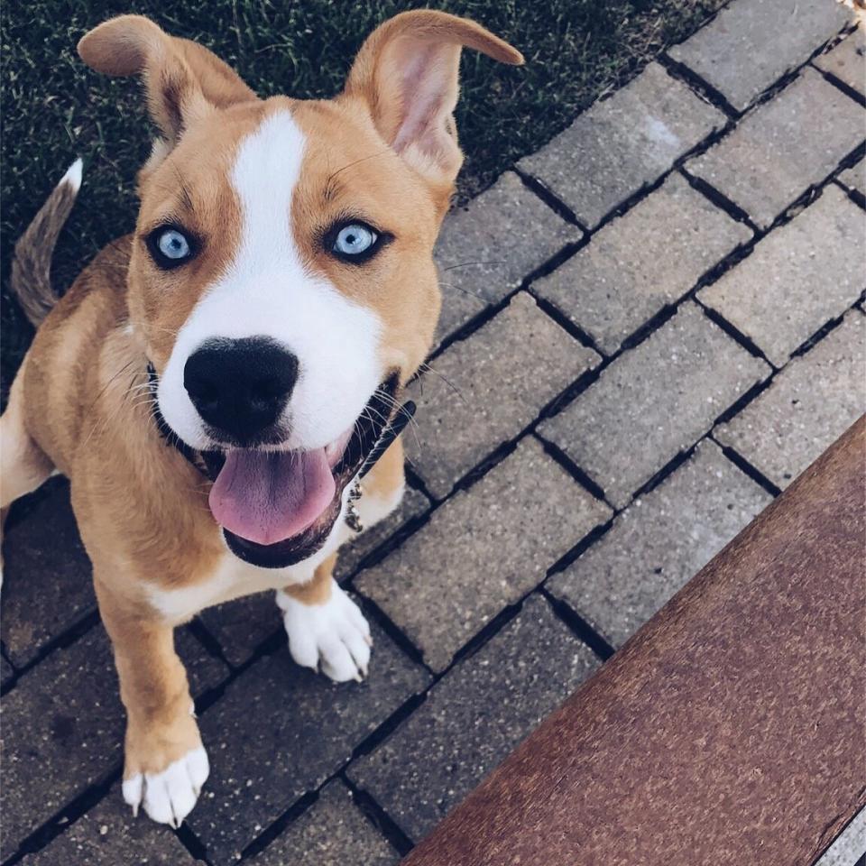 pitbull husk mix sitting on brick path