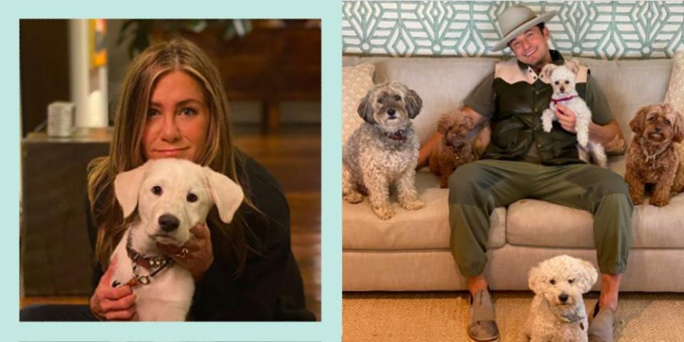 Just 27 celebrities with their cute dogs