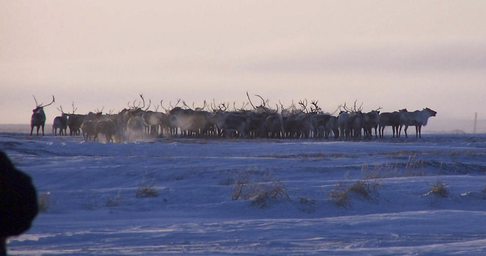 This Dec. 11, 2004 photo provided by Marlene Minnette show reindeer from the herd owned by the Native village of Mekoryuk on Alaska's Nunivak Island. The tribal government is expanding its commercial reindeer subsidiary with $1.8 million in federal grants, with plans to include sales of the meat to larger urban markets. (Marlene Minnette via AP)