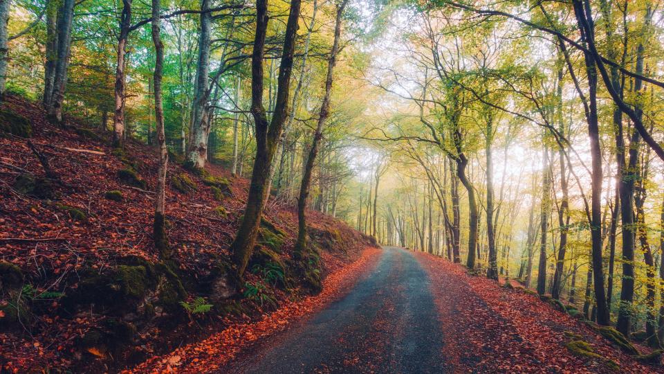 Gwydir Forest Park, Snowdonia - getty