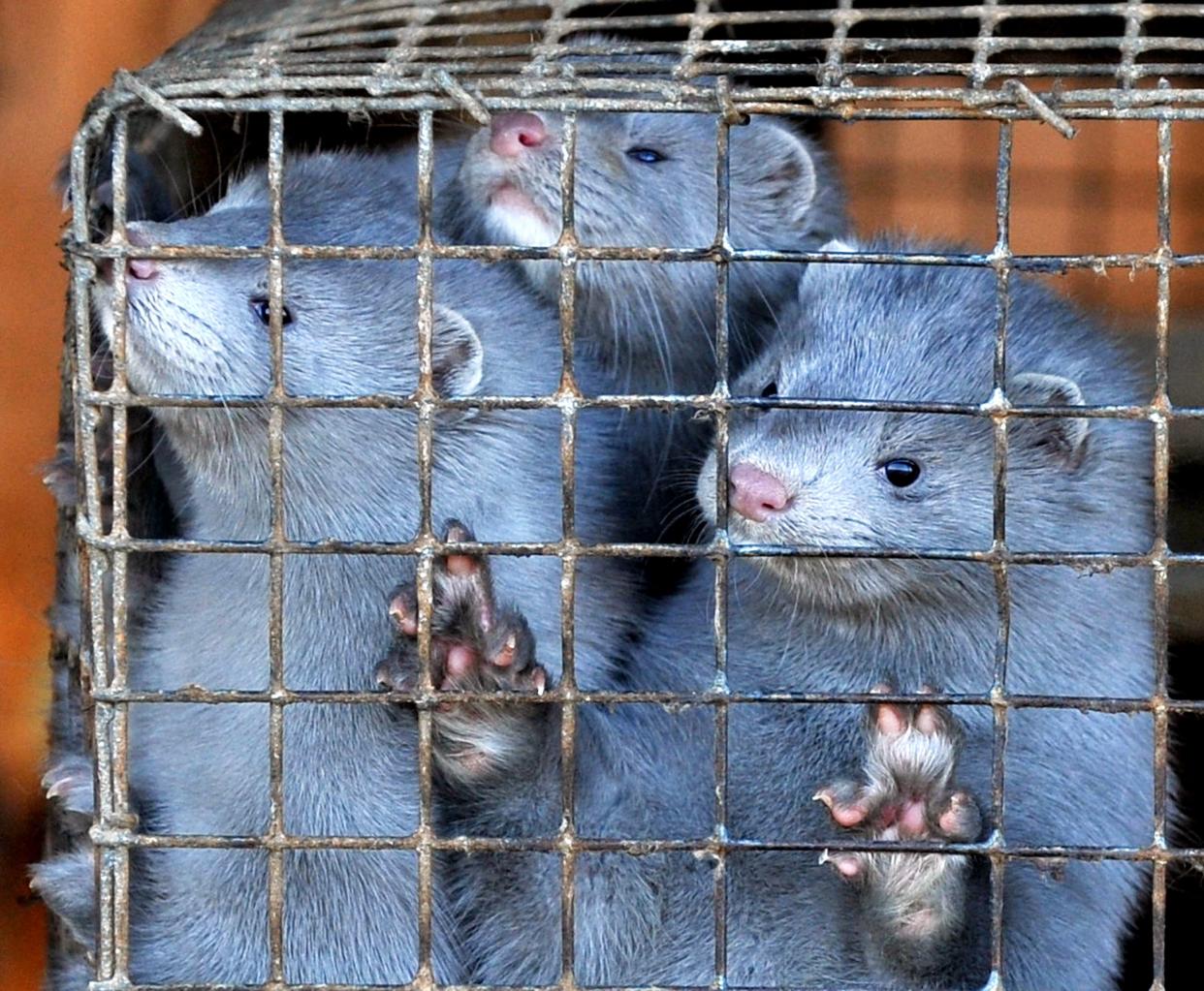 Minks peer out of their cages (AFP via Getty Images)