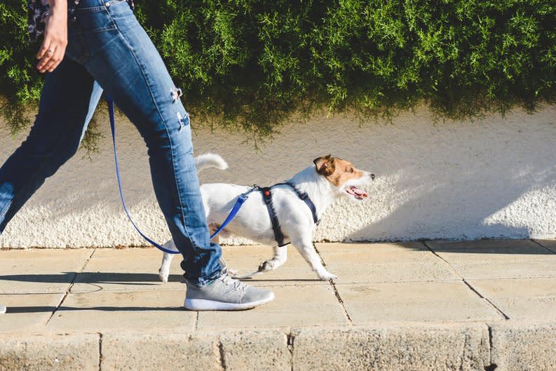 A dog walker with a small dog on a leash strolling down a sunny sidewalk.