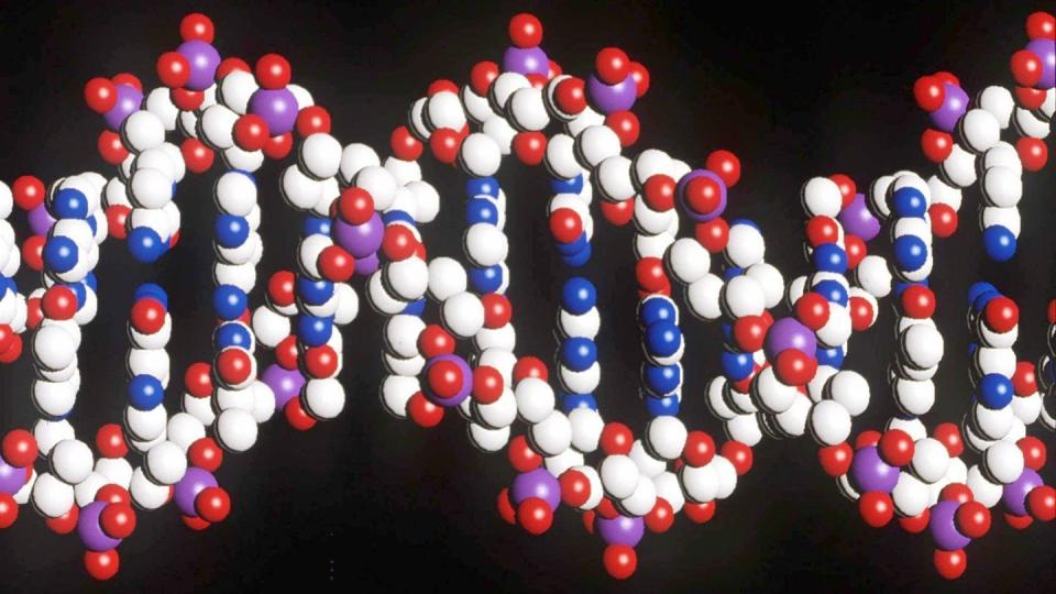 Ein Modell eines menschlichen DNA-Stranges mit der doppelten Helix-Struktur.