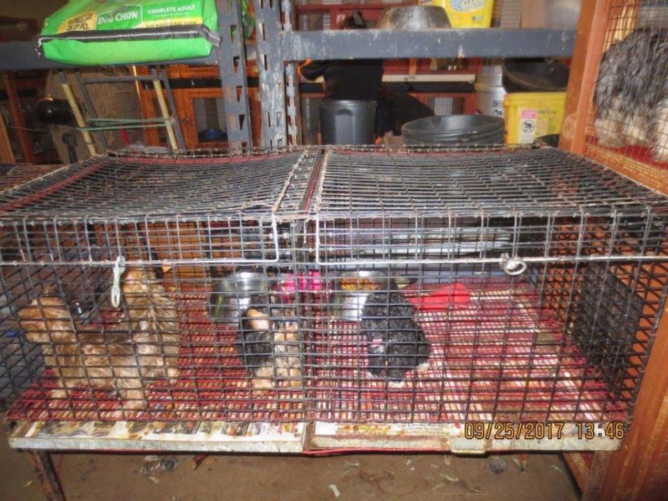 Puppies inside cages at the facility in Greenville, Texas. (Photo: SPCA of Texas)