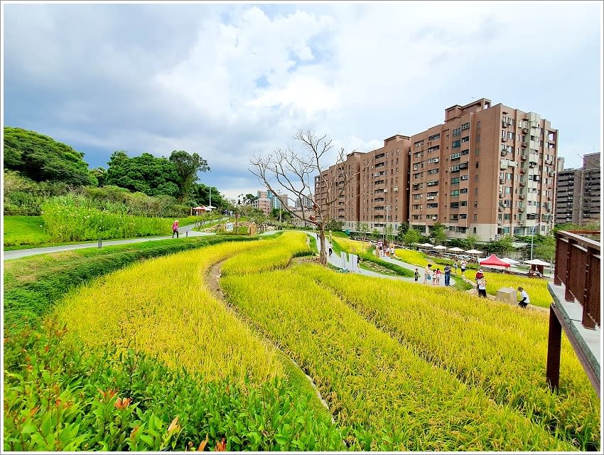 桃園｜大有梯田生態公園