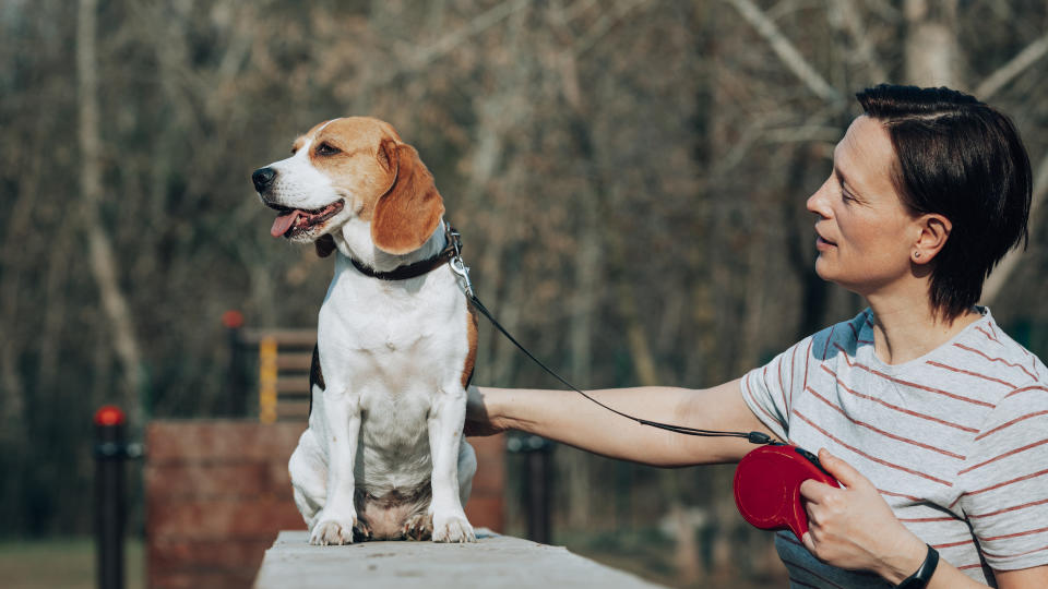 Woman talking to beagle on lead