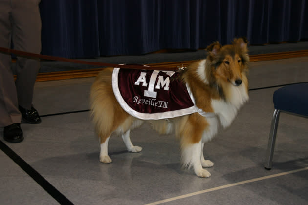 Reveille VIII, Texas A&M University