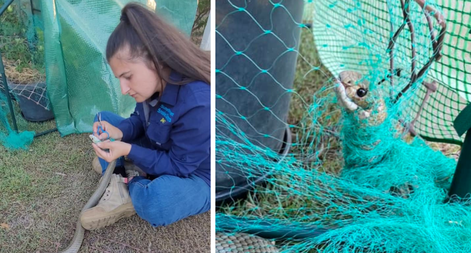 Tiarnah Kingaby working to free the snake from the green netting (left) and a close up of the snake caught in the netting (right).