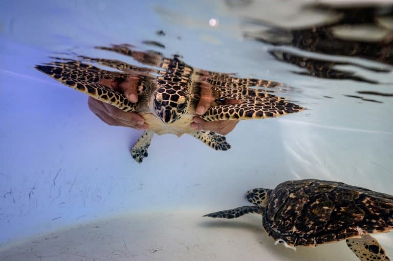 In Thailand -- as in many other countries -- the turtles' future is threatened by global warming, which harms coral reefs and increases temperatures of waters (AFP/Lillian SUWANRUMPHA)