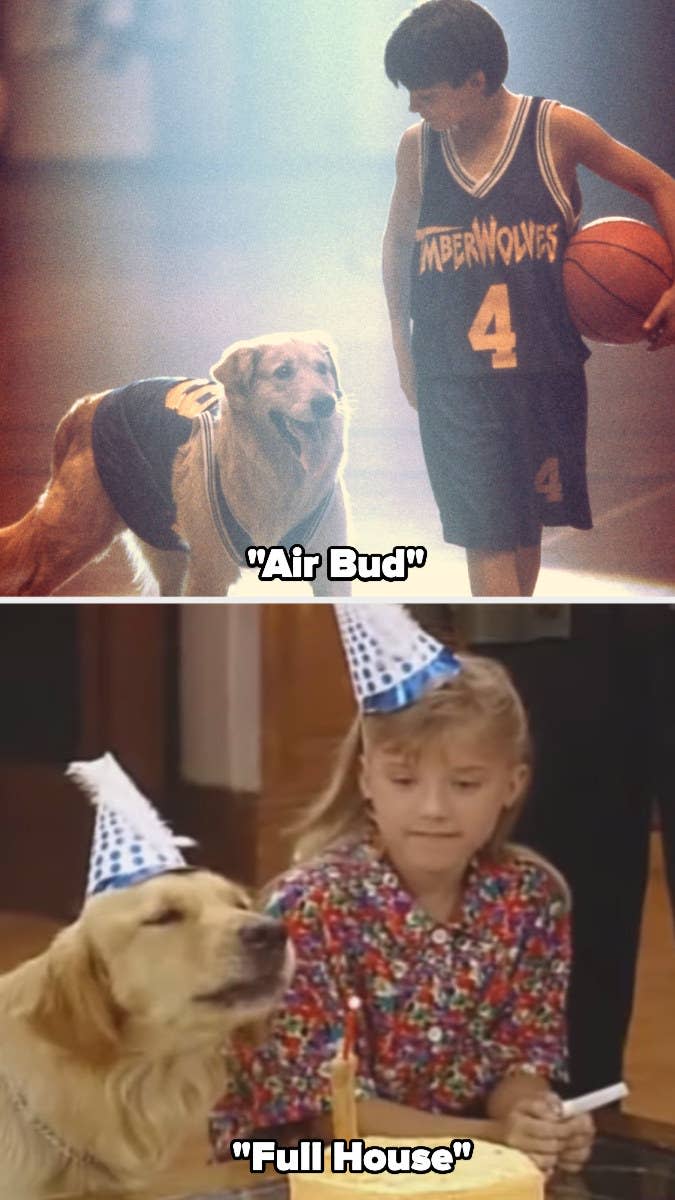 Buddy in "Air Bud" and "Full House"