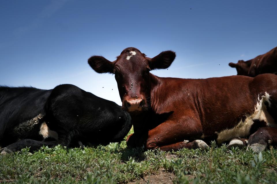 Tirrito Farm in Willcox, Ariz., on Wednesday, July 13, 2022, home to 50 head of cattle on 80 acres of pasture.