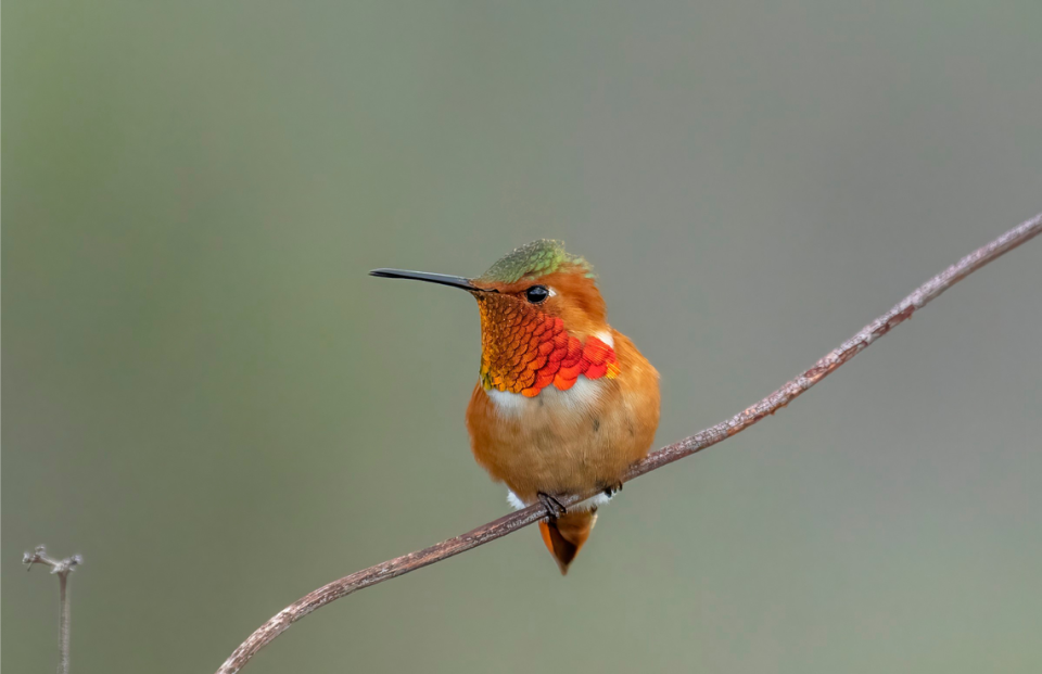 The coppery orange-and-green Allen’s hummingbird can be found along the Pacific Coast. Although some birds migrate to Mexico, others can be found in California year-round.