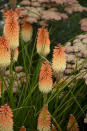 This undated photo provided by Proven Winners shows Pyromania Hot and Cold red hot poker flowers. Nurseries and garden centers are expected to stock a plethora of similarly colored plants now that Pantone has named Peach Fuzz as its 2024 color of the year. (Proven Winners via AP)