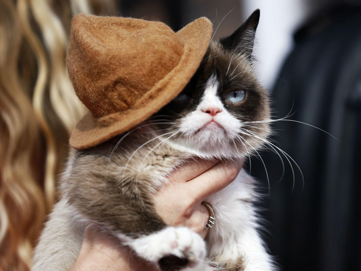 Grumpy cat arrives at the 2014 MTV Movie Awards in Los Angeles, California: Reuters