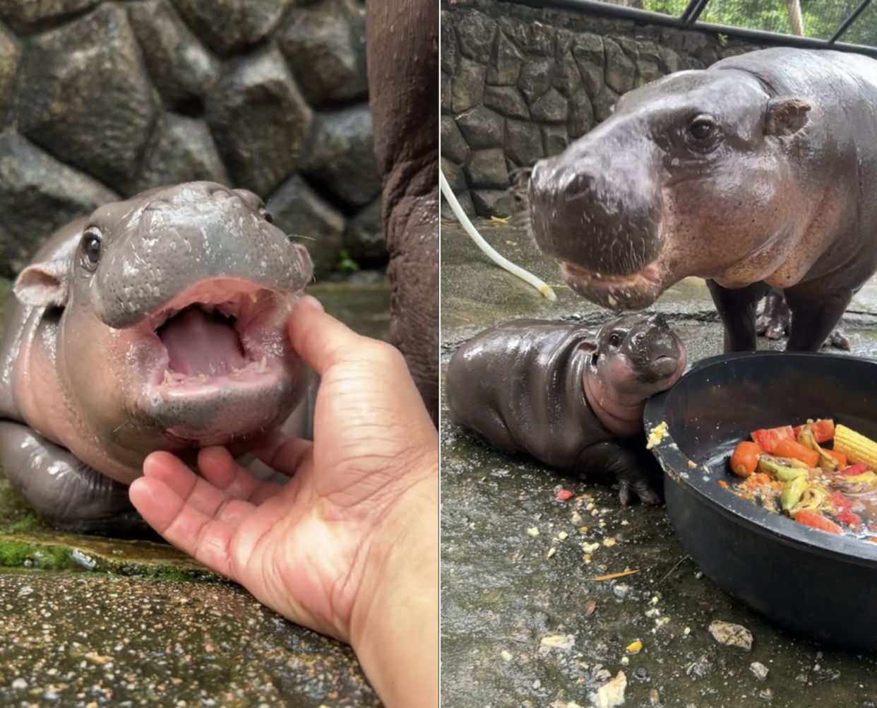 Two images of a baby hippo