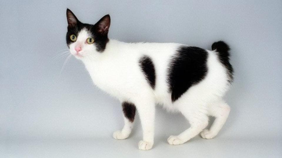 <p> Outgoing, charming, and people-loving, the Japanese Bobtail adores everyone from adults and children to other cats and even dogs. Bobtails aren&#x2019;t easily intimidated and no matter who else is in their household, they assume they&#x2019;re in charge. </p> <p> They have a soft and sweet sing-song voice that they use to get the attention and affection that they crave and most people can&#x2019;t help but fall in love with this endearing feline. </p> <p> Like the Manx, the Japanese Bobtail is island-born, so their love of water is deeply embedded in their genes. They&#x2019;re fascinated by faucets, ponds, streams, and any other moving body of water and if you have a koi pond or aquarium, you&#x2019;ll need to watch them as they won&#x2019;t think twice about raiding it! </p>