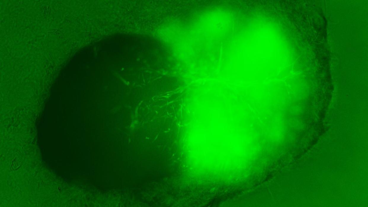  Microscopic image of two blobs of cells merging together; the one on the right is stained bright green. 