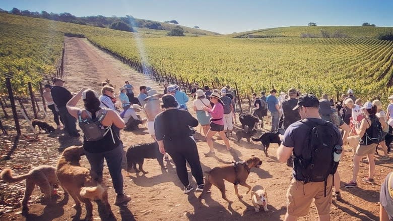 people with dogs at vineyard