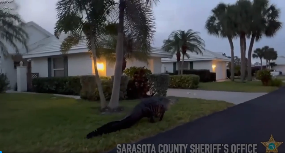 An alligator was spotted in a Venice, Florida neighborhood.