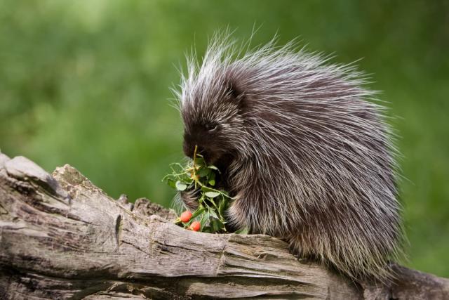 Big porcupine quills Stock Photo