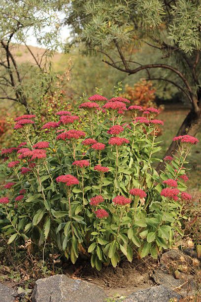 blooming red sedum autumn joy in the garden