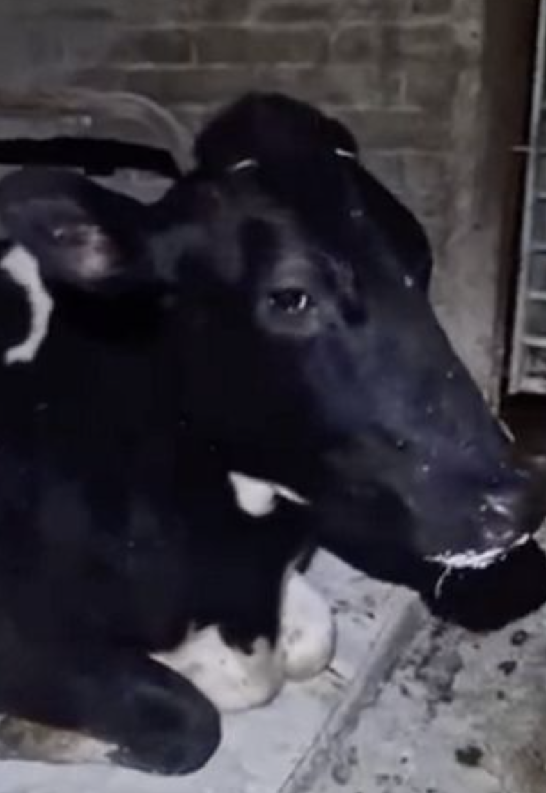 Farmworker John Brodie caught the lazy cow on camera and shared the video with his wife. (Solent)