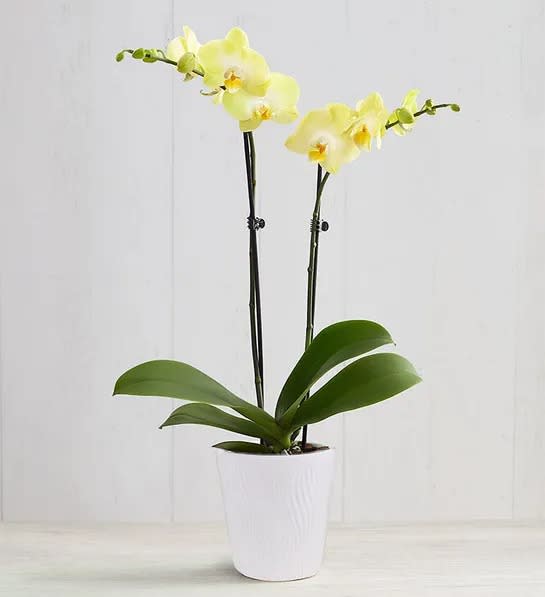 best indoor plants, Orchids from 1-800-Flowers