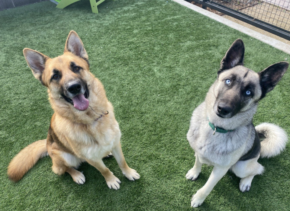 Marley (left) and Harlow (right) are two German shepherd dogs awaiting adoption at San Luis Obispo County Animal Services shelter.