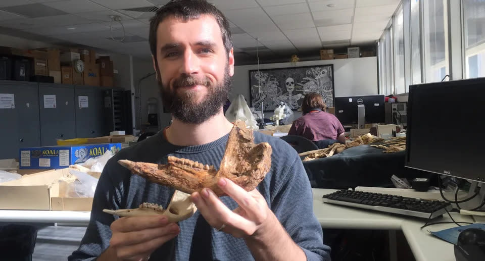 Dr. Isaac Kerr mit Überresten des Protemnodon viator und Osphranter rufus. Quelle: Flinders University