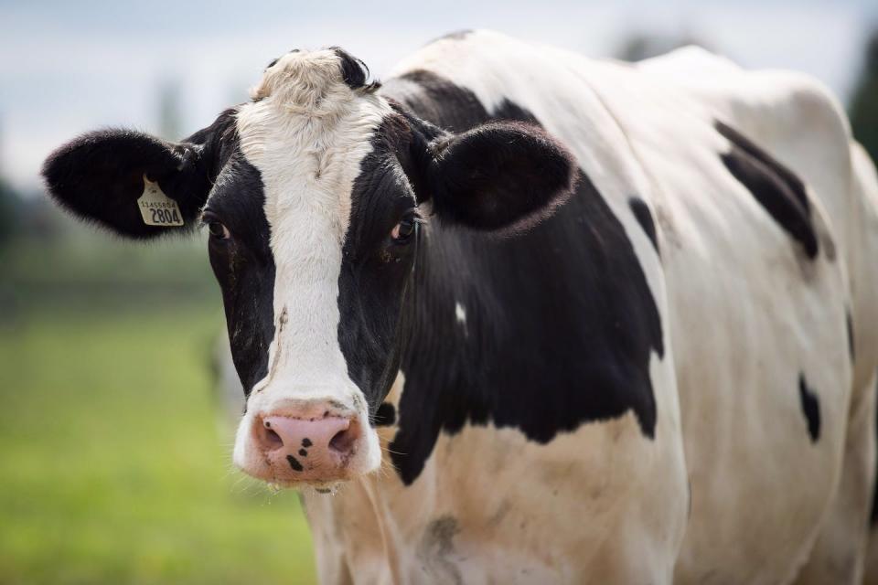 A dairy cow stands in a farm pasture in Surrey, B.C. Indigenous values like respect and responsibility could better protect the autonomy of livestock animals. THE CANADIAN PRESS/Darryl Dyck